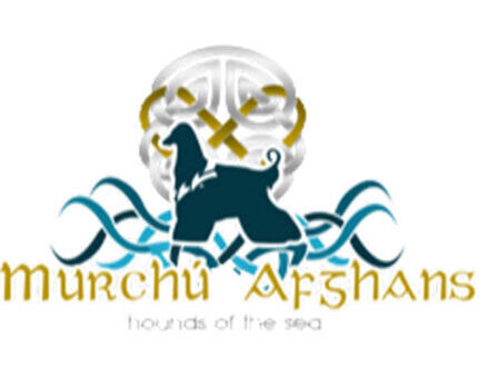 Murchu Afghan Hounds